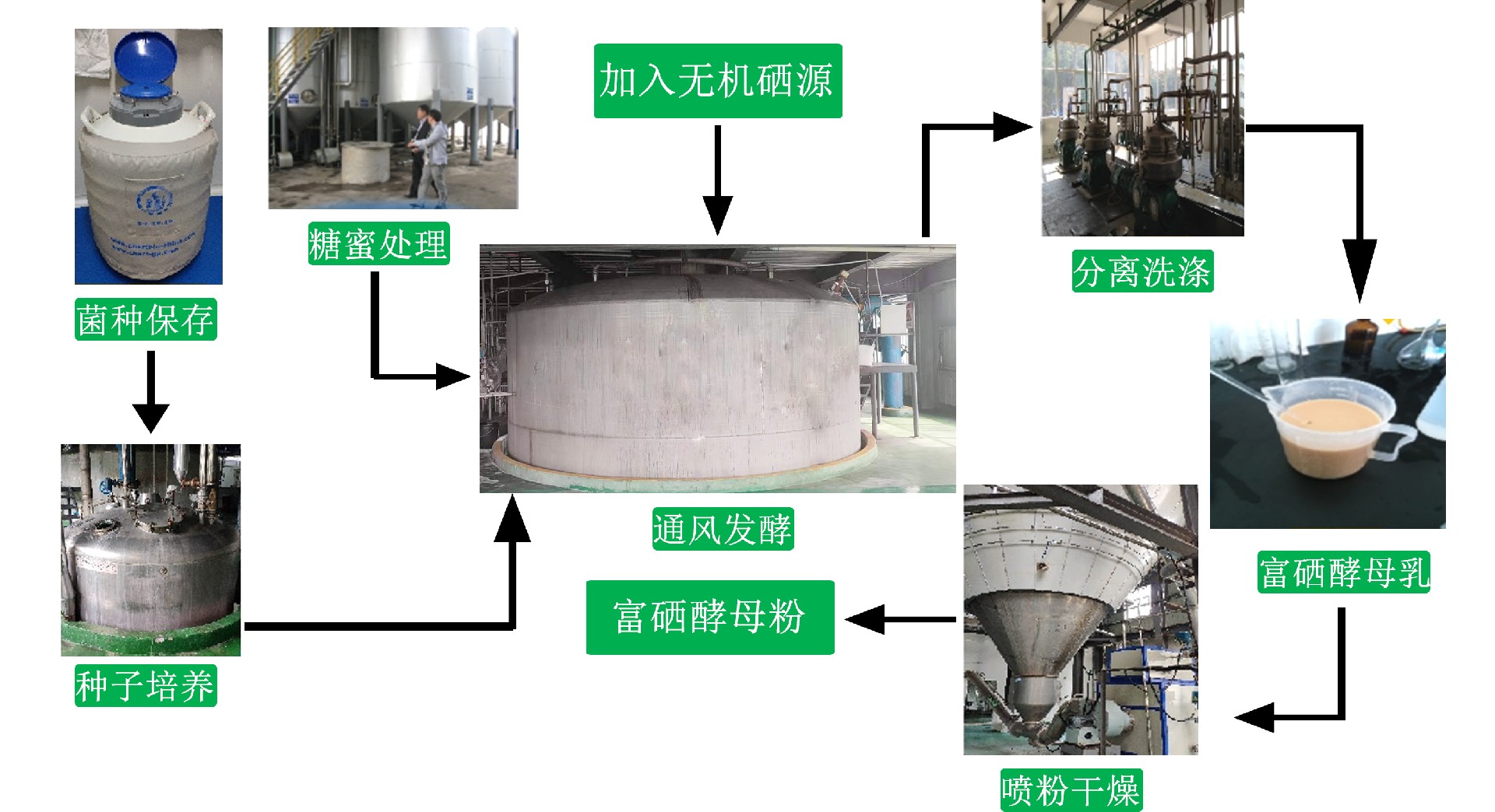 酵母硒流程1.jpg